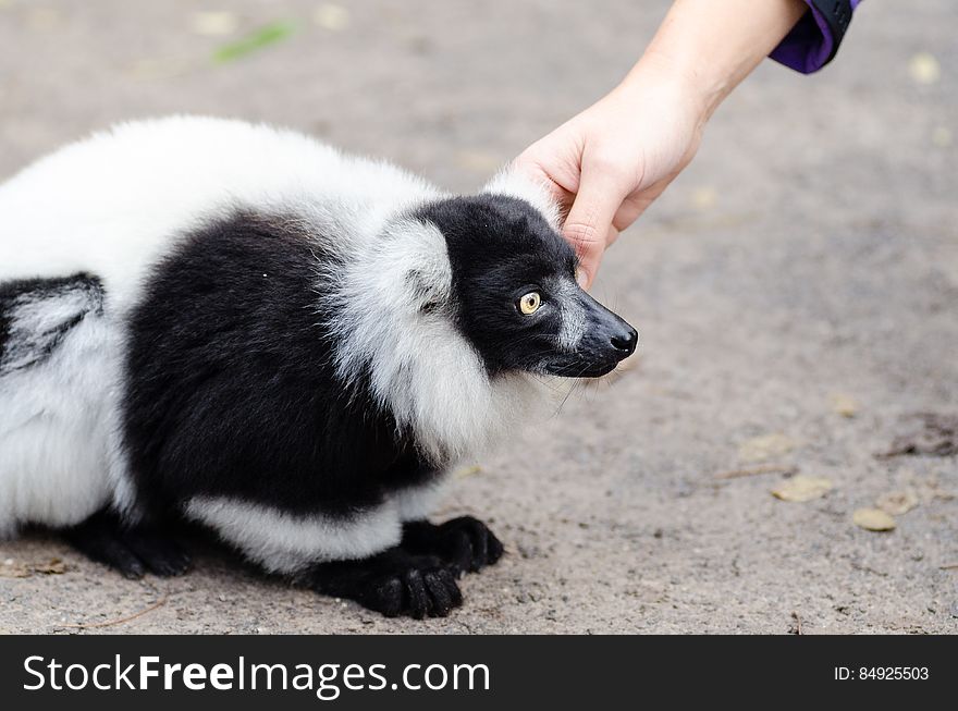 Black And White Ruffed Lemur