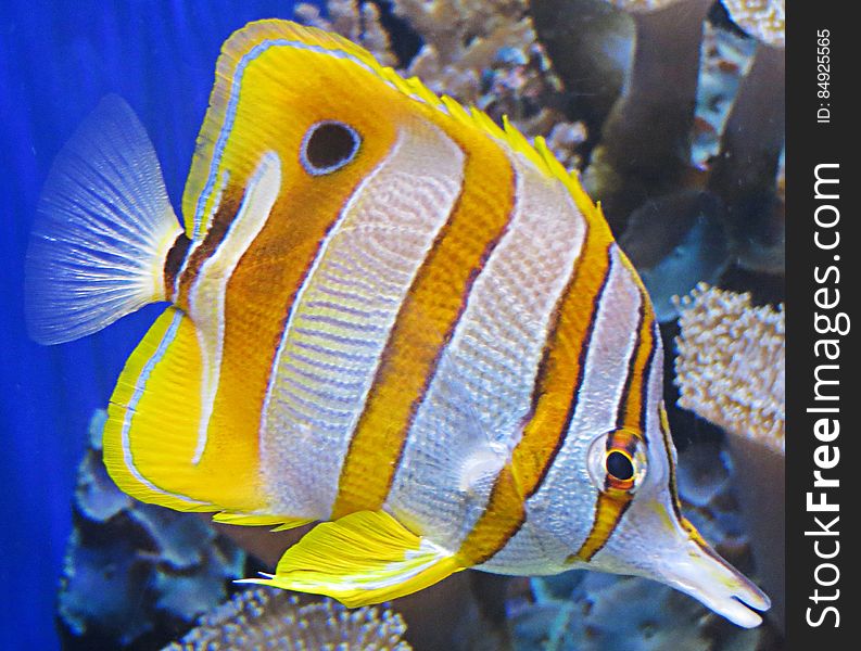 white and yellow tropical fish