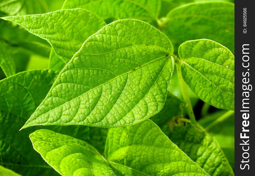 Green Plant Leaves