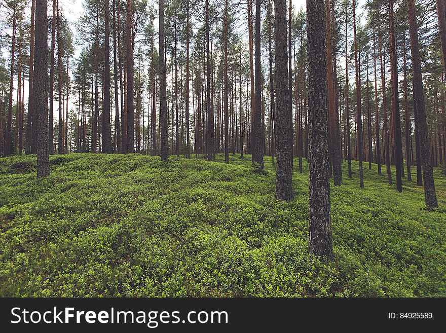 Trees In Forest With Green Groundcover