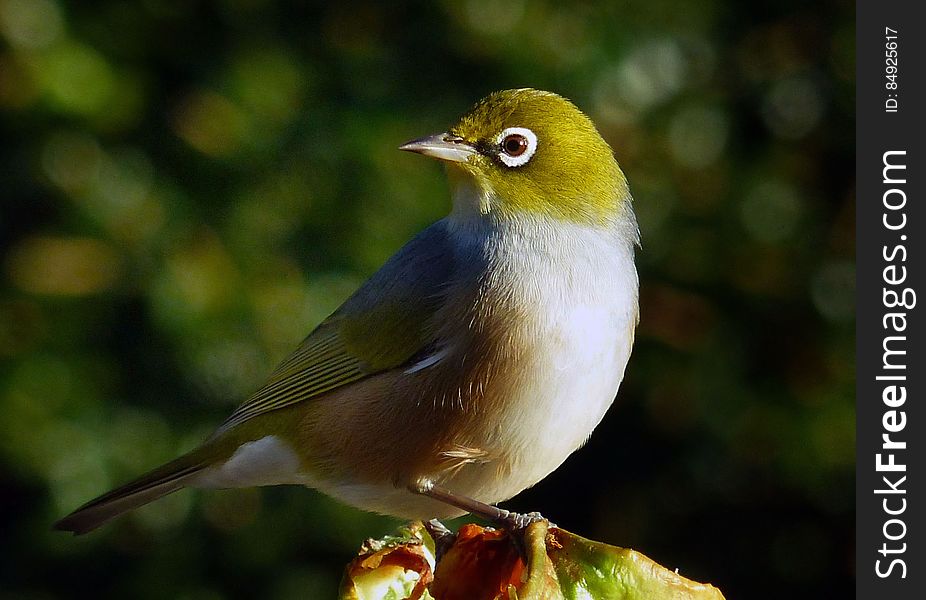 The silvereye – also known as the wax-eye, or sometimes white eye – is a small and friendly olive green forest bird with white rings around its eyes. Silvereye &#x28;Zosterops lateralis&#x29; were self introduced in the 1800s and now have a wide distribution throughout New Zealand. They have made the forest their home and are now among the most common bird in suburbia too. The silvereye – also known as the wax-eye, or sometimes white eye – is a small and friendly olive green forest bird with white rings around its eyes. Silvereye &#x28;Zosterops lateralis&#x29; were self introduced in the 1800s and now have a wide distribution throughout New Zealand. They have made the forest their home and are now among the most common bird in suburbia too.