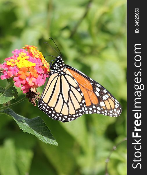Monarch butterfly on Lantana. Photo I dedicated to Public Domain, &#x22;CC0&#x22; :&#x29;. Monarch butterfly on Lantana. Photo I dedicated to Public Domain, &#x22;CC0&#x22; :&#x29;