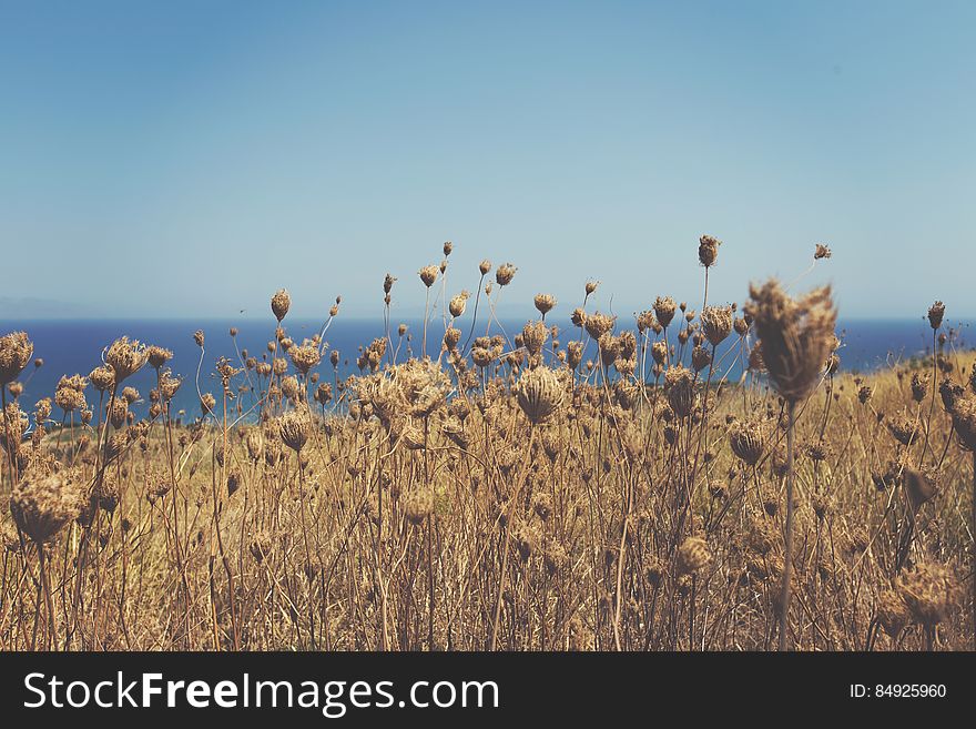 Group of Dried Flowers in Field
