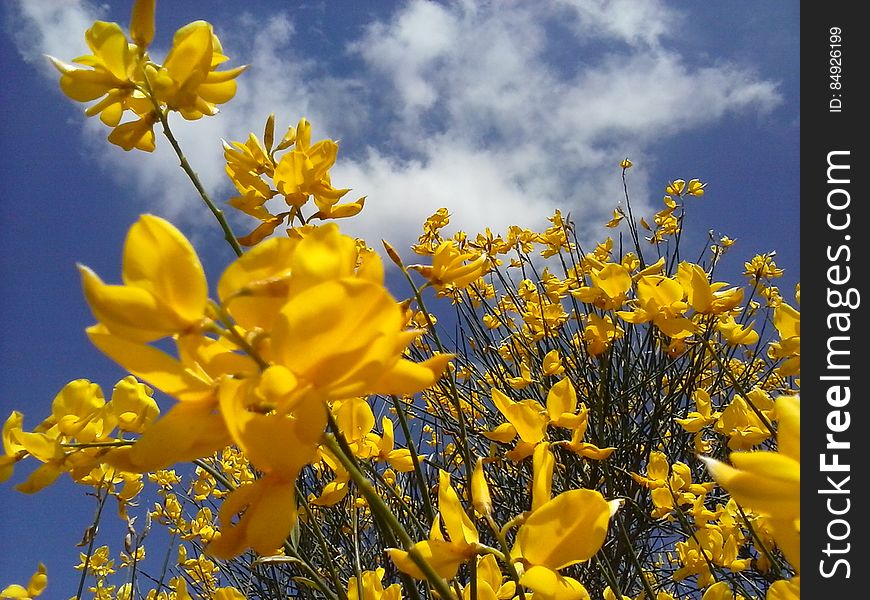Close up of yellow flowers in field against blue skies.