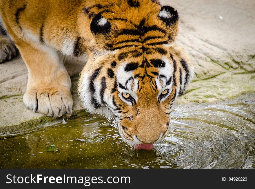 Siberian tiger El-Roi having a drink after taking a walk through his new enclosure. He seems to enjoy his new place which isn&#x27;t surprising since it is much bigger than his old enclosure. The zoo and their sponsor put a lot of money, time and effort into the new area and the have the goal to start a new breeding program with El-Roi and his new partner Dasha, who came from Denmark. So far things have been going well with them and they might already be expecting cute little cubs!. Siberian tiger El-Roi having a drink after taking a walk through his new enclosure. He seems to enjoy his new place which isn&#x27;t surprising since it is much bigger than his old enclosure. The zoo and their sponsor put a lot of money, time and effort into the new area and the have the goal to start a new breeding program with El-Roi and his new partner Dasha, who came from Denmark. So far things have been going well with them and they might already be expecting cute little cubs!