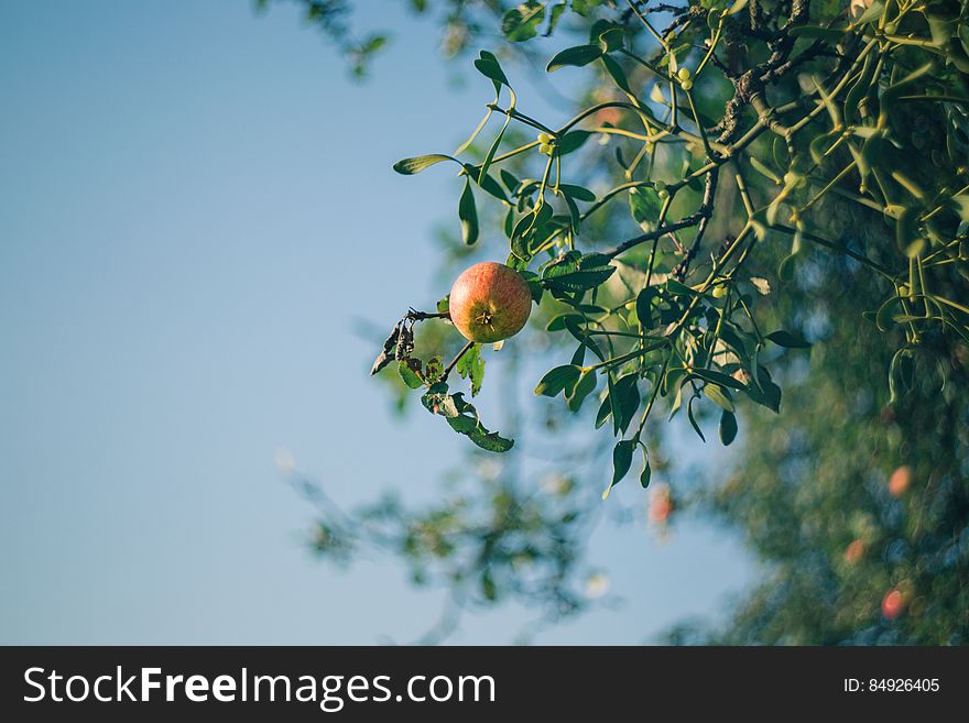 Apple Tree And Mistletoe