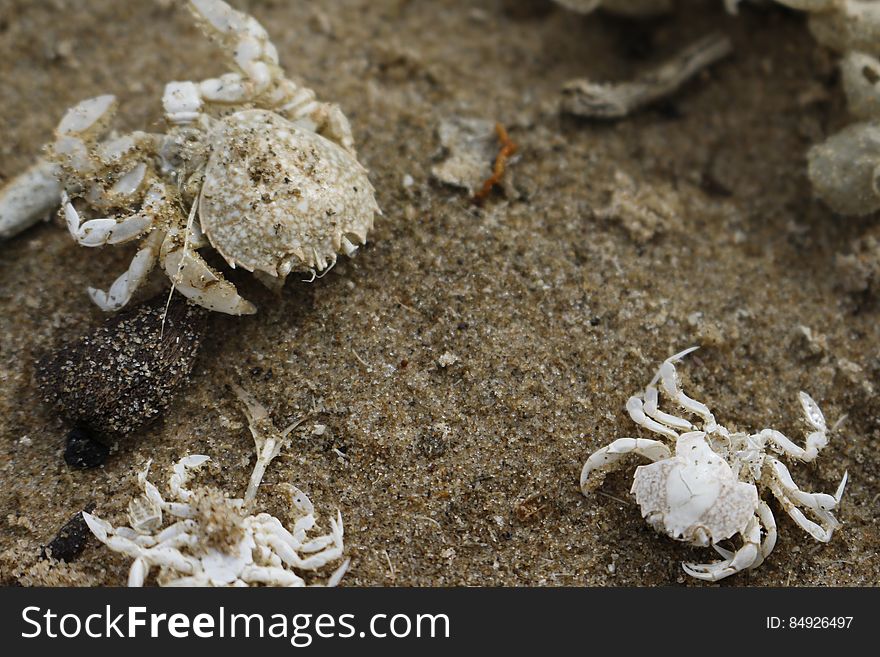 Crab shells on the beach, contributed by Jordy Vlug. All StockyPics photos can be used for free. Crab shells on the beach, contributed by Jordy Vlug. All StockyPics photos can be used for free.