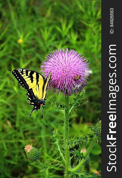 Butterfly on a pink-flowered thistle &#x28;Cirsium species&#x29;, Glacier Pools Preserve, Lycoming County. I&#x27;ve licensed this photo as CC0 for release into the public domain. You&#x27;re welcome to download the photo and use it without attribution. Butterfly on a pink-flowered thistle &#x28;Cirsium species&#x29;, Glacier Pools Preserve, Lycoming County. I&#x27;ve licensed this photo as CC0 for release into the public domain. You&#x27;re welcome to download the photo and use it without attribution.