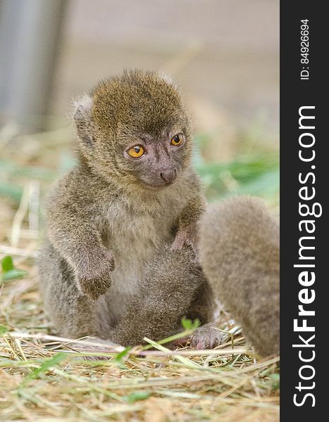 Greater Bamboo Lemur Baby