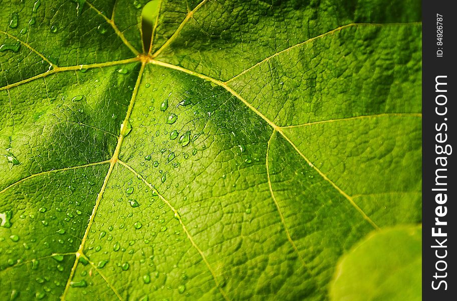 Green Leaves Closeup