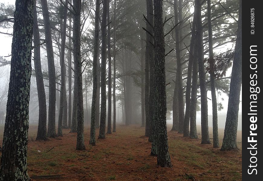Rows of Trees Amidst Fog