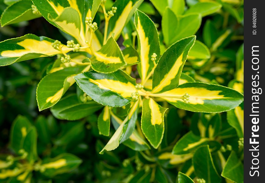 Yellow and Green Plant Leaves