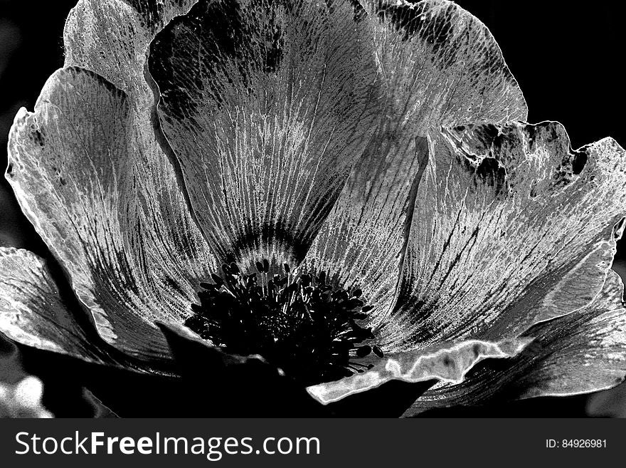 solarized anemone