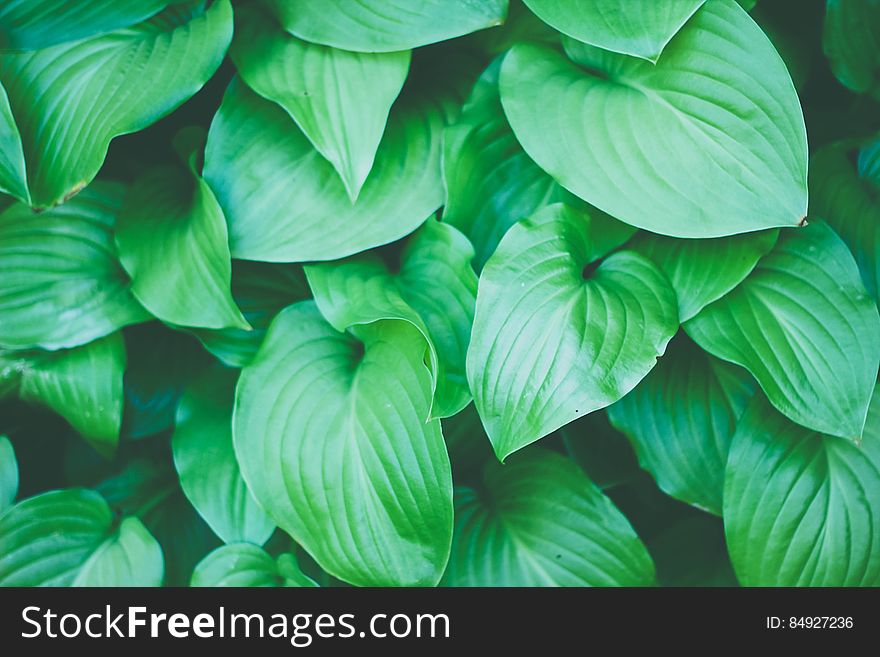 Green Plant Leaves Background Texture