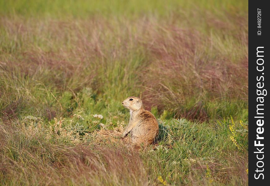 Prairie Dog In Grass