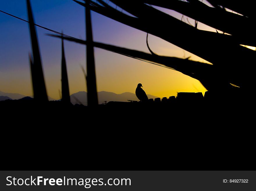 Bird Perch on Rails Silhouette