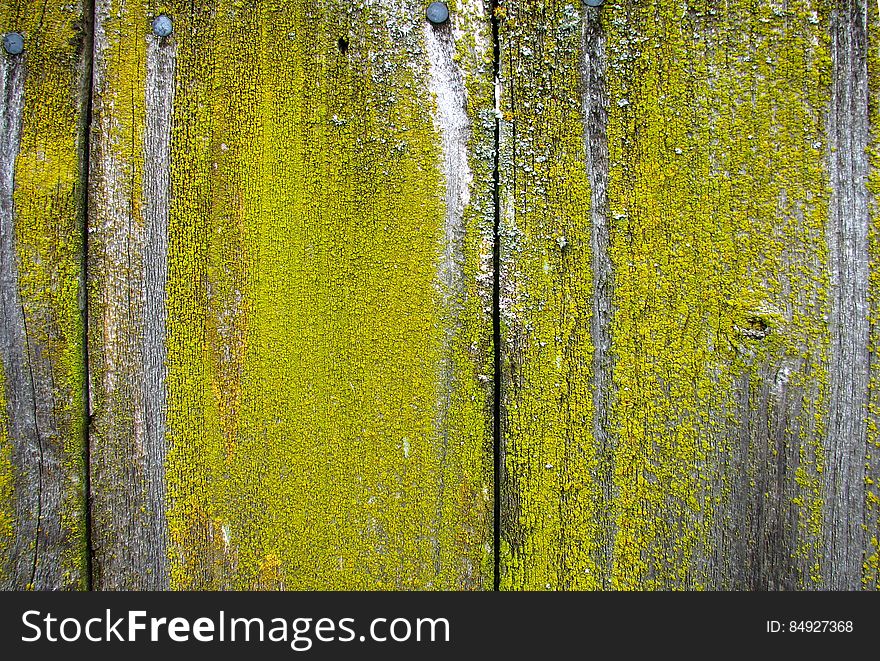 distressed wood with green lichen