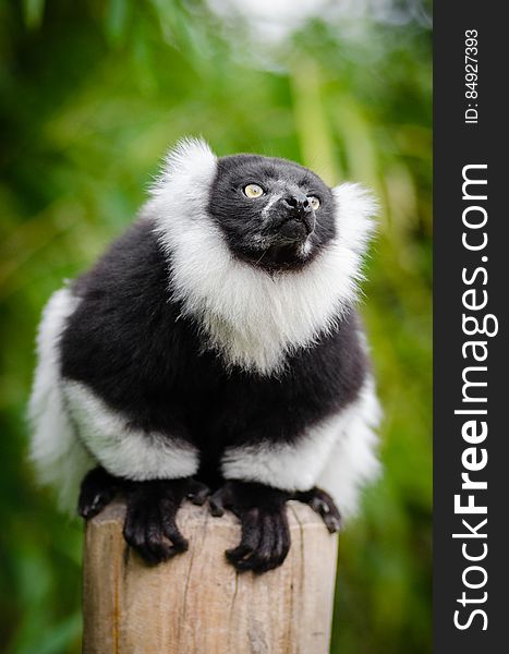 Black And White Ruffed Lemur