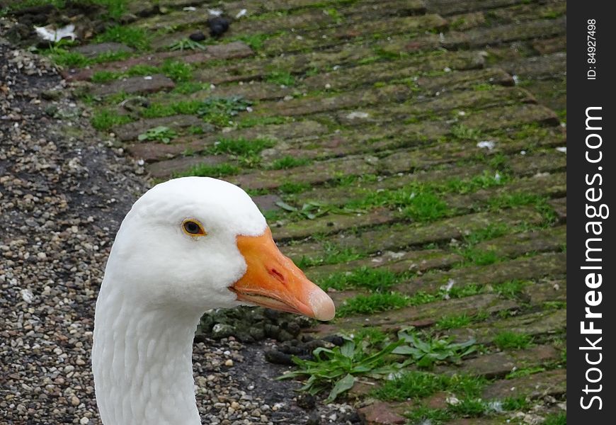 A semi-close up of a goose&#x27;s head. This photo was taken at a local park. The geese in this area are fed a lot of &#x28;white&#x29; bread, although it is often said bread is unhealthy for this type of animal. I am wondering whether natural selection has already filtered out the geese that can&#x27;t digest the bread, as feeding the geese has sort of been a tradition in this area. All photos I upload can be used for free and are copyright free &#x28;CC0&#x29;. I add new photos daily. For my full portfolio of free stock images you can see StockyPics. Com. A semi-close up of a goose&#x27;s head. This photo was taken at a local park. The geese in this area are fed a lot of &#x28;white&#x29; bread, although it is often said bread is unhealthy for this type of animal. I am wondering whether natural selection has already filtered out the geese that can&#x27;t digest the bread, as feeding the geese has sort of been a tradition in this area. All photos I upload can be used for free and are copyright free &#x28;CC0&#x29;. I add new photos daily. For my full portfolio of free stock images you can see StockyPics. Com