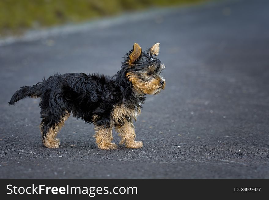 Tan Black Puppy