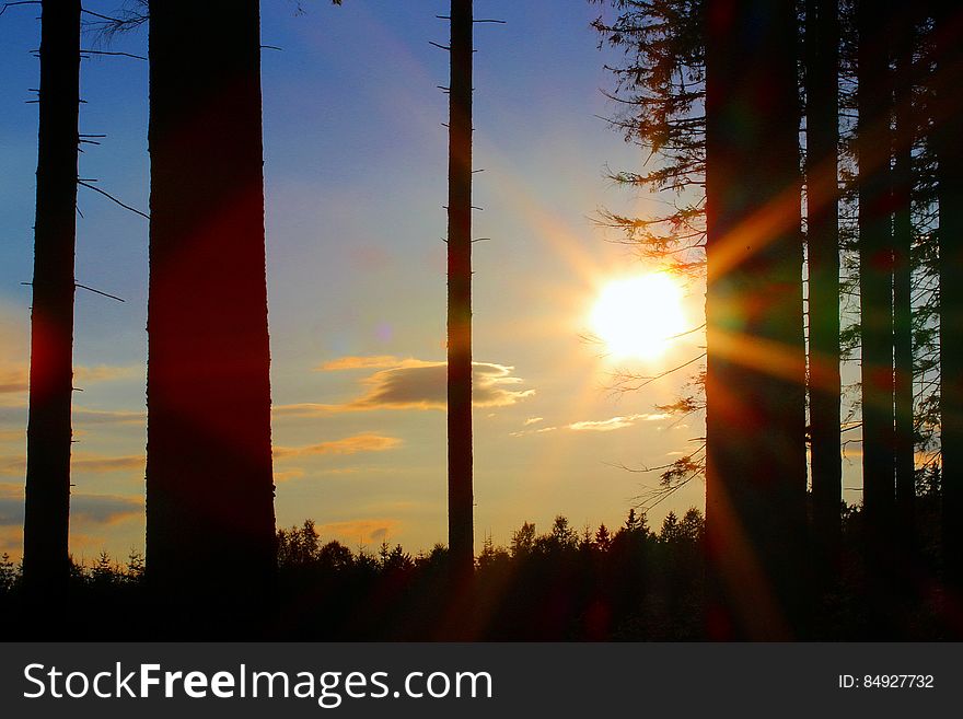 Silhouette of Trees during Golden Hour