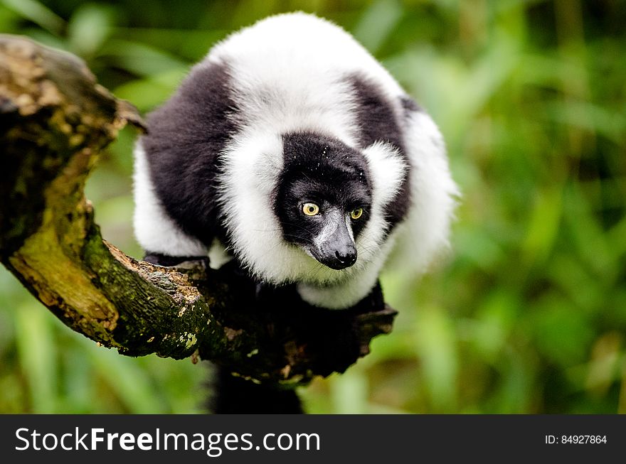 Black and white Ruffed Lemur