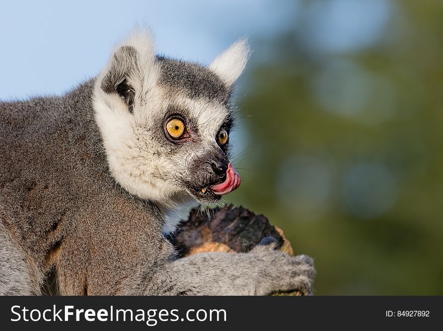 Ring-tailed lemur 2016-01-08-00705