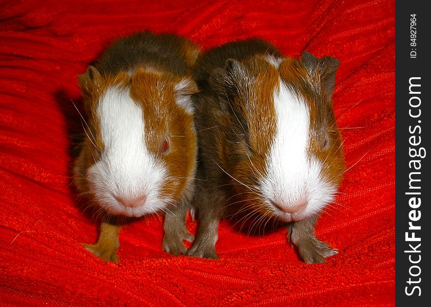 The baby piggies are doing great, their personalities are really starting to show! Twinkie &#x28;left&#x29; is curious, likes to explore and chats alot. Although he&#x27;s smaller than his sister, he&#x27;s more mature. He already eats hay and pellets! Pinky &#x28;right&#x29; is quite the little bossy lady. She will sit in our hands and just stare at us and wash her little face. And she bites! She nibbles on hay a little but she&#x27;s still more into drinking mama&#x27;s milk. The baby piggies are doing great, their personalities are really starting to show! Twinkie &#x28;left&#x29; is curious, likes to explore and chats alot. Although he&#x27;s smaller than his sister, he&#x27;s more mature. He already eats hay and pellets! Pinky &#x28;right&#x29; is quite the little bossy lady. She will sit in our hands and just stare at us and wash her little face. And she bites! She nibbles on hay a little but she&#x27;s still more into drinking mama&#x27;s milk.