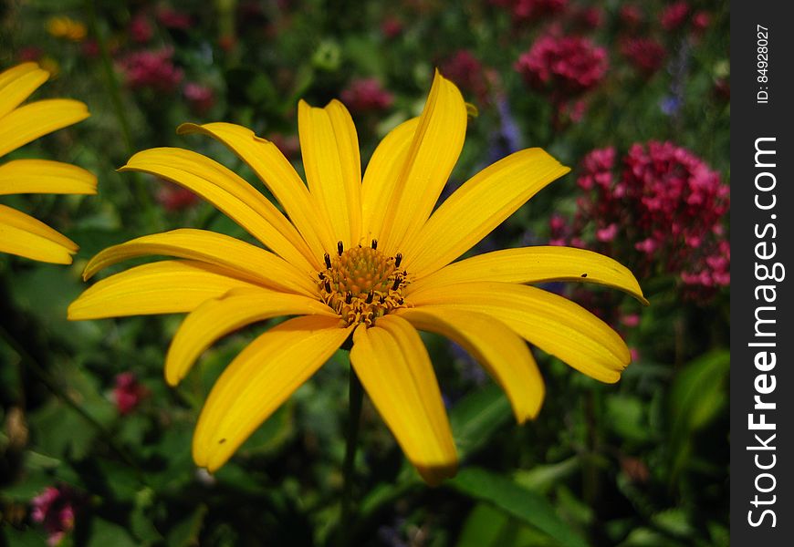 Yellow Daisy Close-up