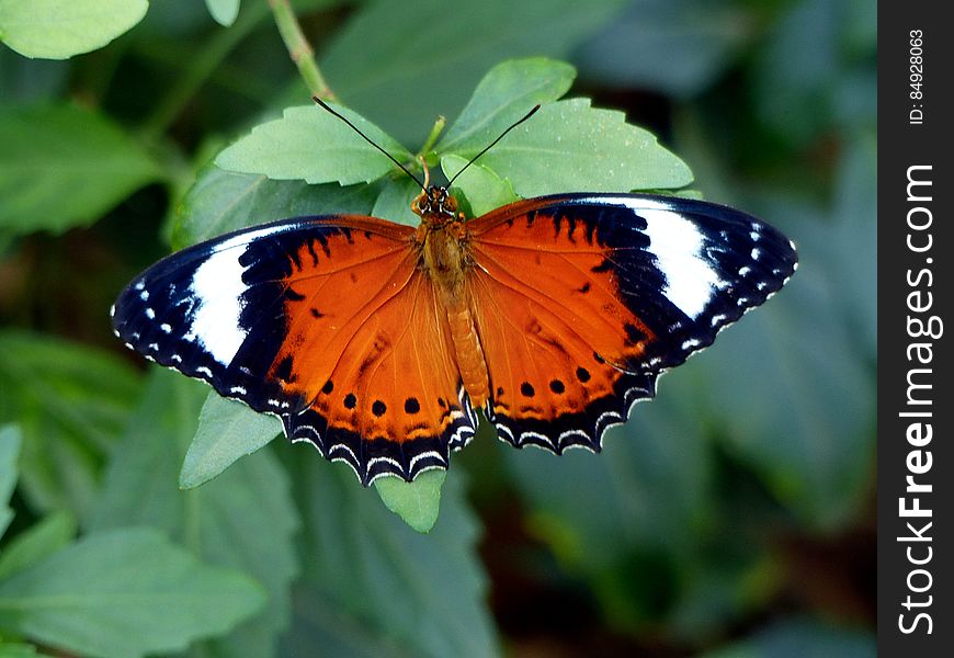 The Leopard Lacewing &#x28;Cethosia cyane&#x29; is a species of heliconiine butterfly found from India to southern China &#x28;southern Yunnan&#x29;, and Indochina. Its range has expanded in the last few decades, and its arrival in the southern part of the Malay Peninsula, including Singapore, is relatively recent.