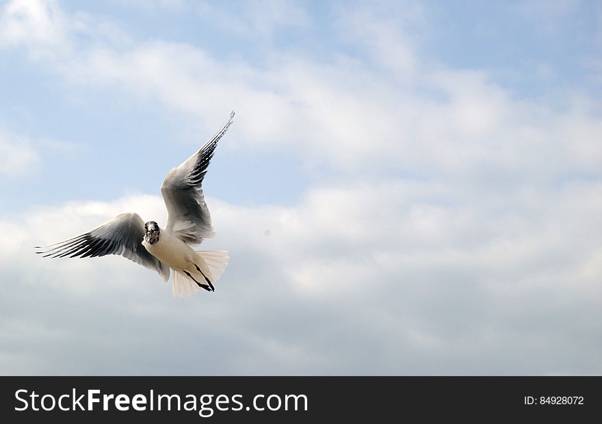Bird In Flight - Photofanatix_0925