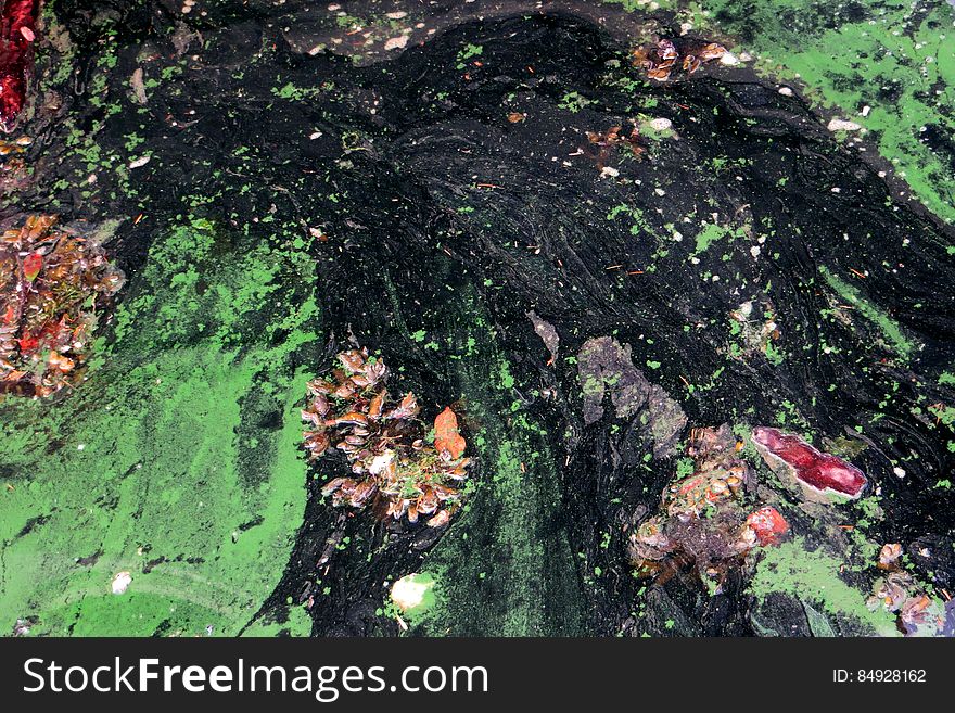 pond with algae