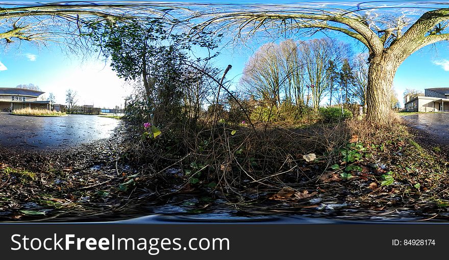 Rough ground covered with twigs and leaves and one (distorted) tree, beside a pond or small lake, background of blue sky and thin cloud. Rough ground covered with twigs and leaves and one (distorted) tree, beside a pond or small lake, background of blue sky and thin cloud.