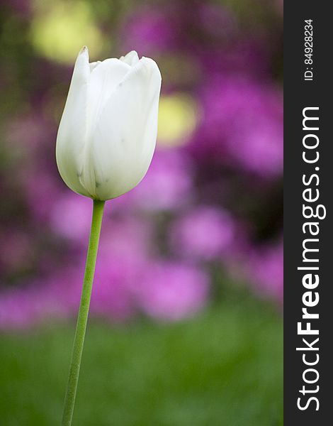 Single White Tulip Against Colorful Background