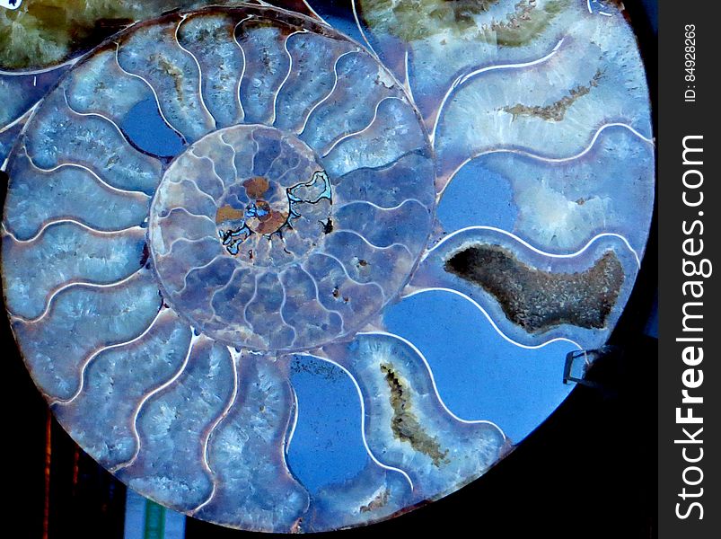 Ammonite 3 &x28;blue&x29;