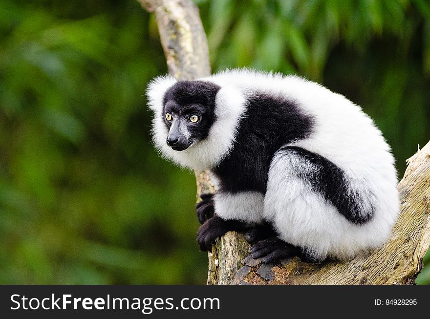 Black And White Ruffed Lemur