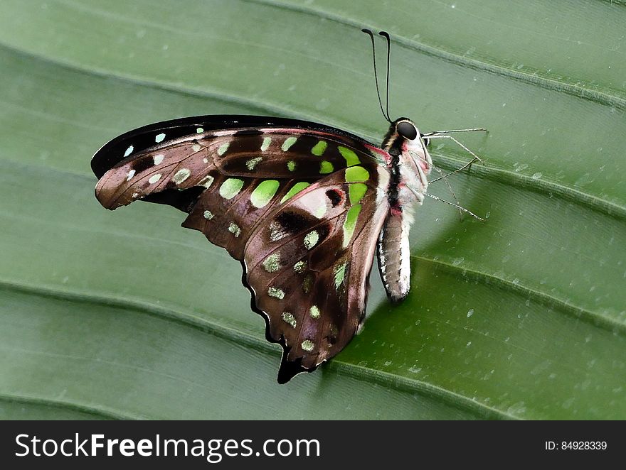 Tailed Jay.&#x28;Graphium agamemnon&#x29