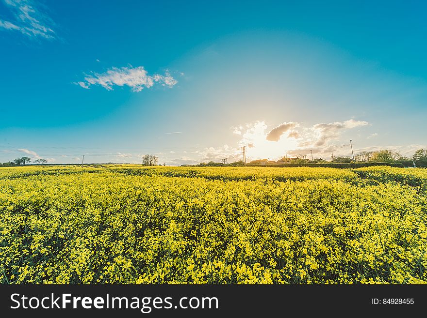 field-flowers-yellow-agriculture