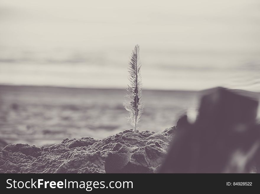 Black and white view of single white feather in vertical position on sandy beach. Black and white view of single white feather in vertical position on sandy beach.