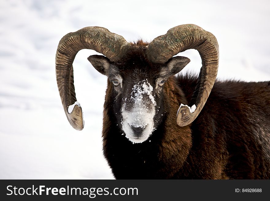 Face of mountain ram with snow in winter field.
