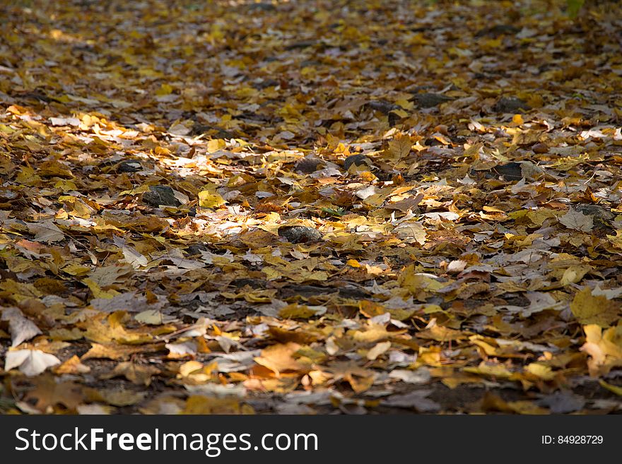 Fallen autumn leaves scattered on ground