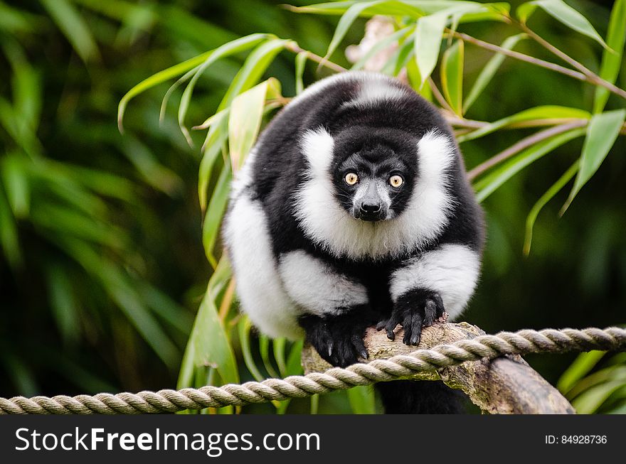 Black and white Ruffed Lemur