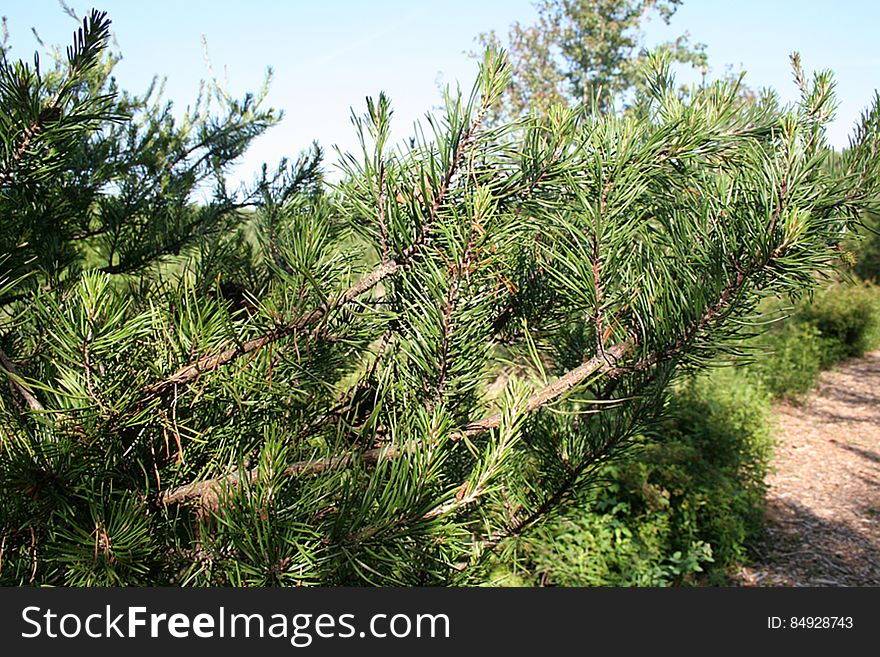 Plant, Plant community, Sky, Terrestrial plant, Larch, Evergreen