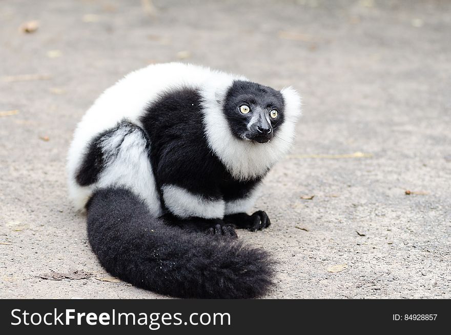 Black and white Ruffed Lemur