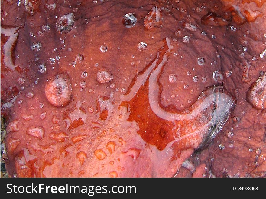 water drops on reddish surface