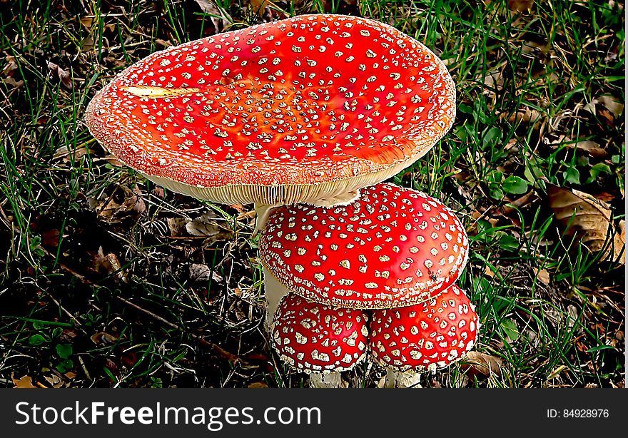 Amanita muscaria, commonly known as the fly agaric or fly amanita, is a poisonous and psychoactive basidiomycete fungus, one of many in the genus Amanita. Amanita muscaria, commonly known as the fly agaric or fly amanita, is a poisonous and psychoactive basidiomycete fungus, one of many in the genus Amanita.