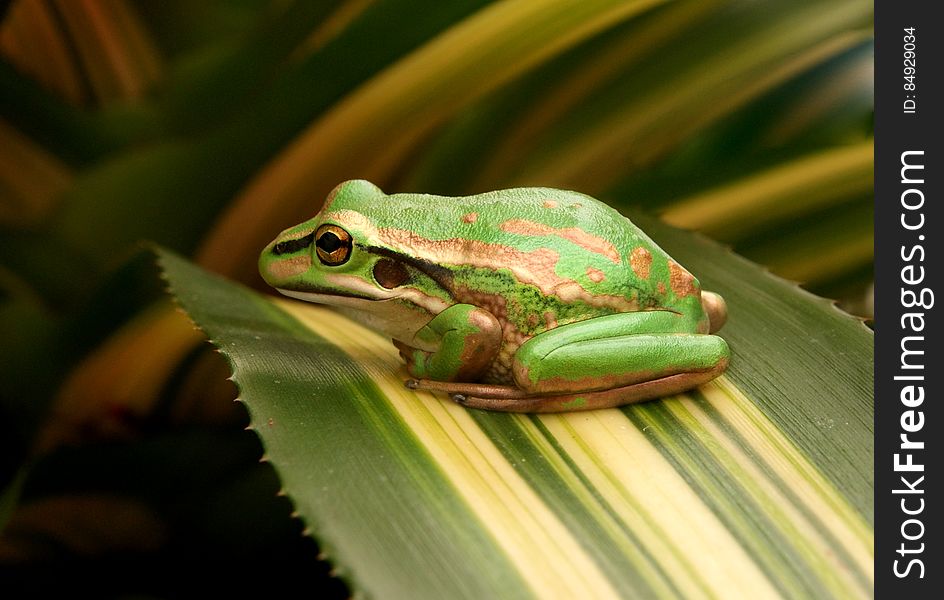 The Green and Golden Bell Frog