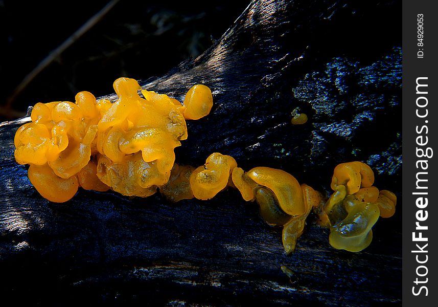 Jelly fungi are a paraphyletic group of several heterobasidiomycete fungal orders from different classes of the subphylum Agaricomycotina: Tremellales, Dacrymycetales, Auriculariales and Sebacinales. Jelly fungi are a paraphyletic group of several heterobasidiomycete fungal orders from different classes of the subphylum Agaricomycotina: Tremellales, Dacrymycetales, Auriculariales and Sebacinales