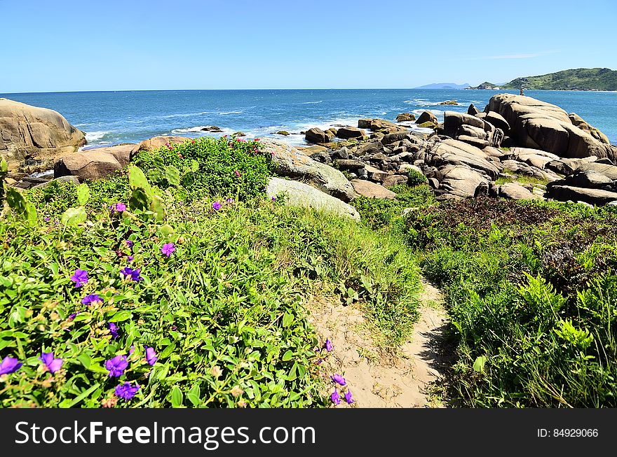 Purple wildflowers on rocky coastline on sunny day.