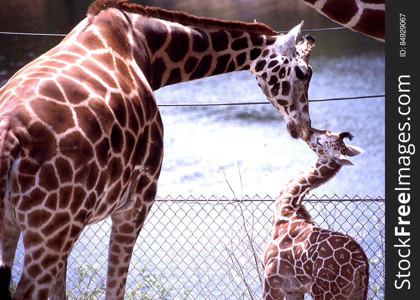 Giraffe Kiss